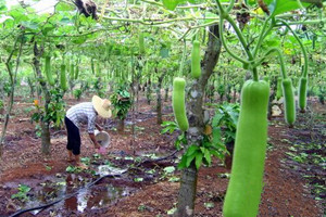 蔬菜種子栽培技術-<strong>瓠 瓜 栽 培 技 術</strong>