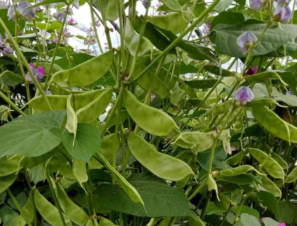 蔬菜種子種植戶客戶點評-一梭梭的，真是結坨了，“特早春”扁豆市斤批價達到10元