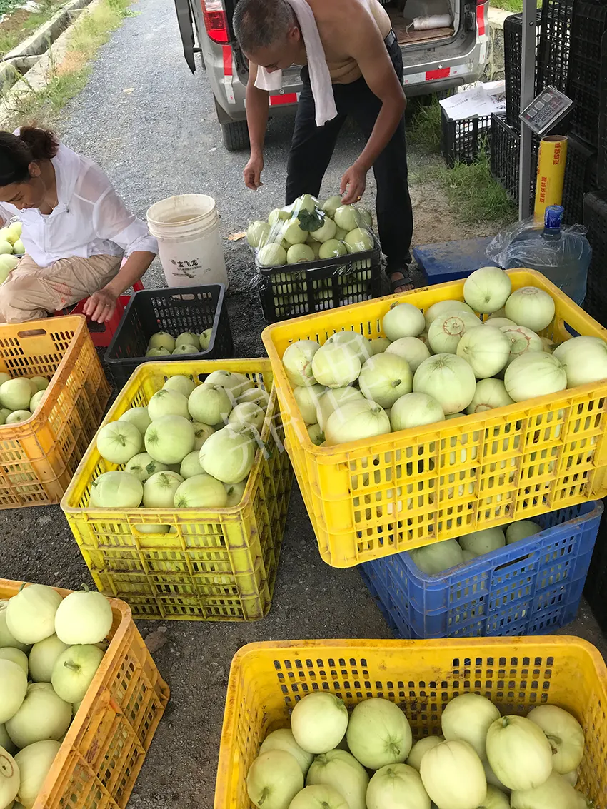 郴州農(nóng)戶種植新品種，果實(shí)又香又甜，很好賣