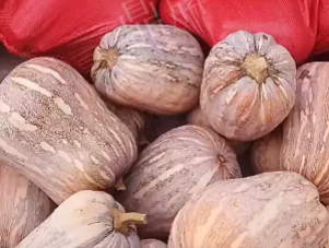 蔬菜種子種植戶客戶點評-今年，這個南瓜品種刷新了我的認知！您遇到過這種情況嗎？