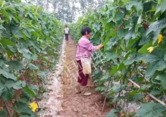 蔬菜種子種植戶客戶點評-85歲老奶奶，還是種植基地的領(lǐng)頭人，做的怎么樣？一起去看看…